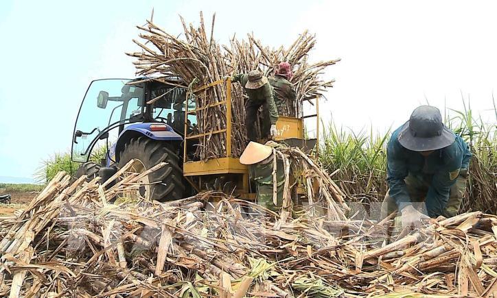 5 quốc gia bị Việt Nam điều tra lẩn tránh thuế sản phẩm đường mía