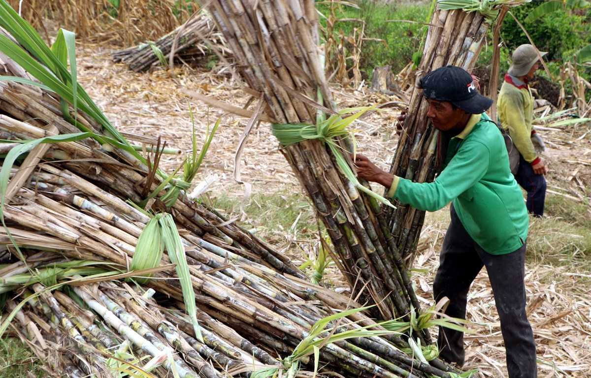 Reuters: Giá đường thô thế giới dự báo tiếp tục tăng vì nguồn cung thắt chặt